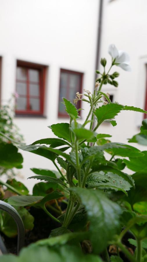 Pirna Altstadtgefluester Eksteriør bilde